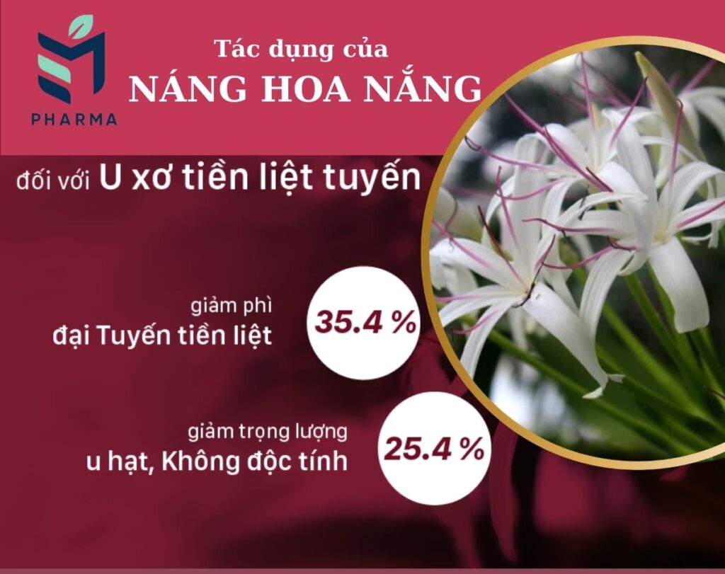 Tác dụng của cây náng hoa trắng